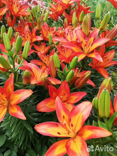 Лилии луковицы