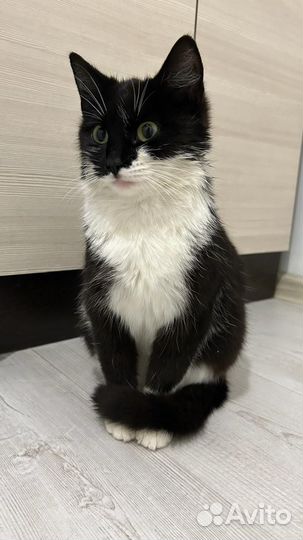 Кошка в дар бесплатно