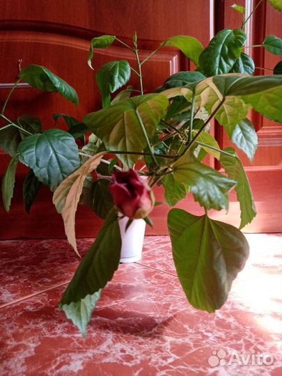 Гибискус 2-летняя