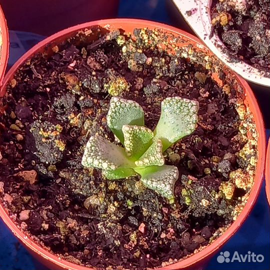 Суккуленты комнатные