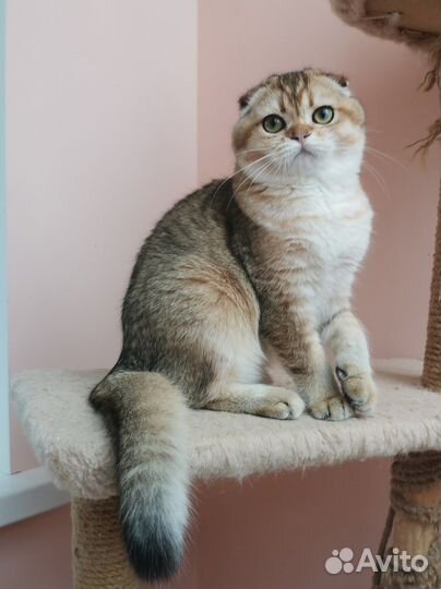 Красотка в золотистой шубке