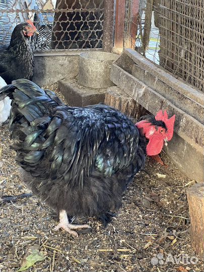 Петух породы голошейка