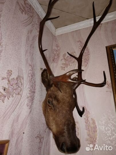 Чучело головы оленя