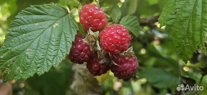 Саженцы малины