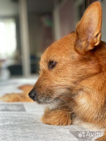 Маленькому песику тяжело в приюте