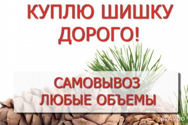 Кедровый орех