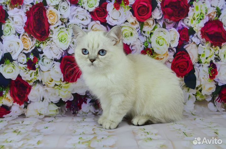 Британские серебристые шиншиллы Котята Ns 11 33