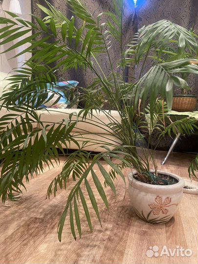 Пальма арека