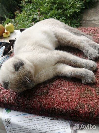 Британская кошка в дар