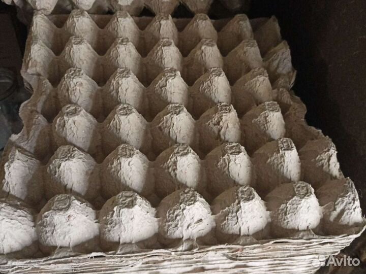 Ячейки для яиц