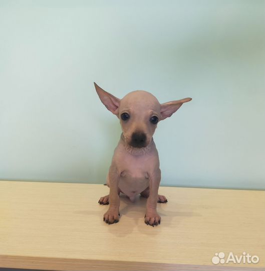 Мини дети агт