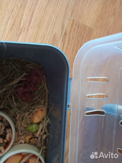 1-но месячные хомячки