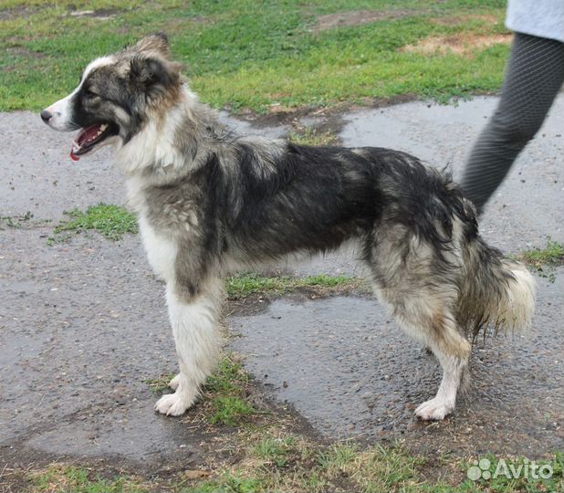 Воинственная Зена