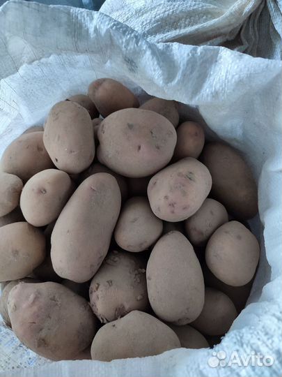Продам картофель