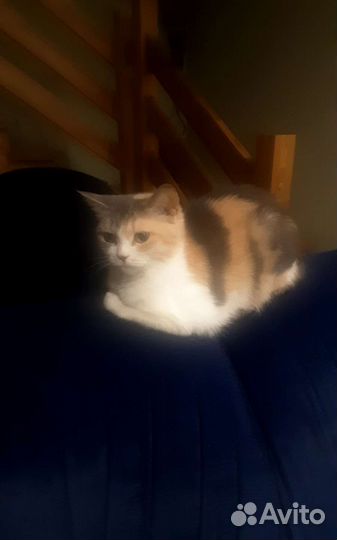 Кошки бесплатно