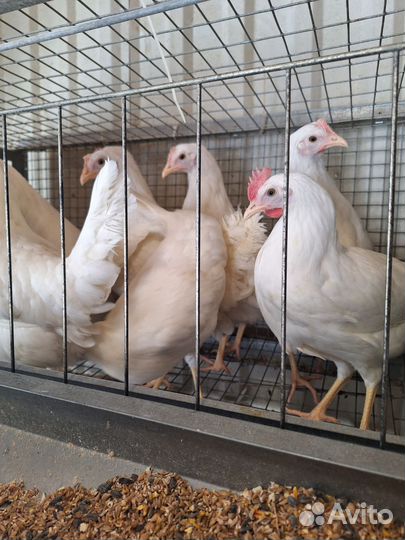 Куры молодки Яичного направления