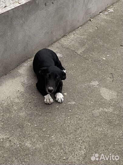 Собака в добрые руки отдам бесплатно