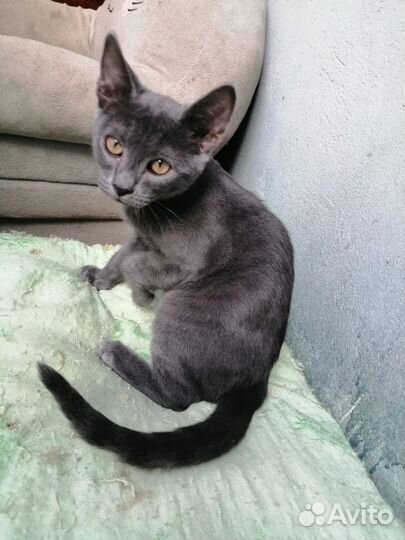 На открытом общественном балконе выжив 5 котят