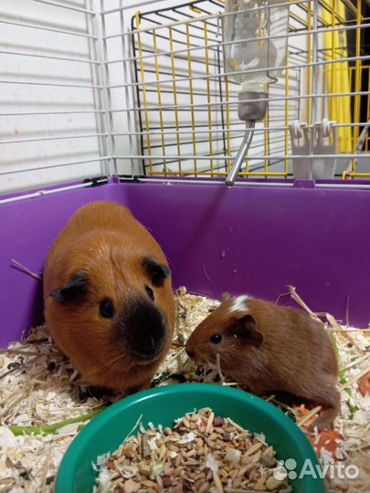 Морская свинка,малыш