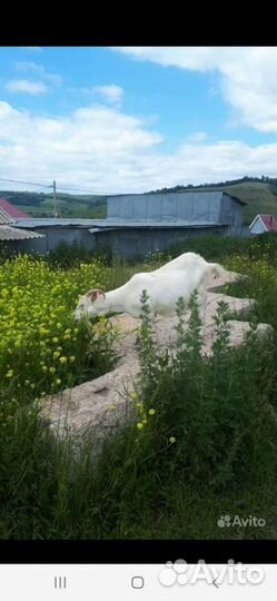 Коза дойная