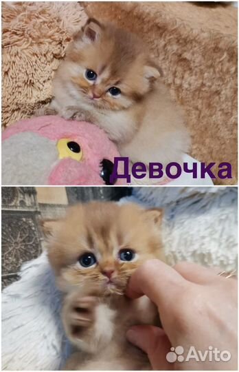 Британские котята