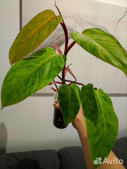 Филодендрон Медуза (Painted lady)
