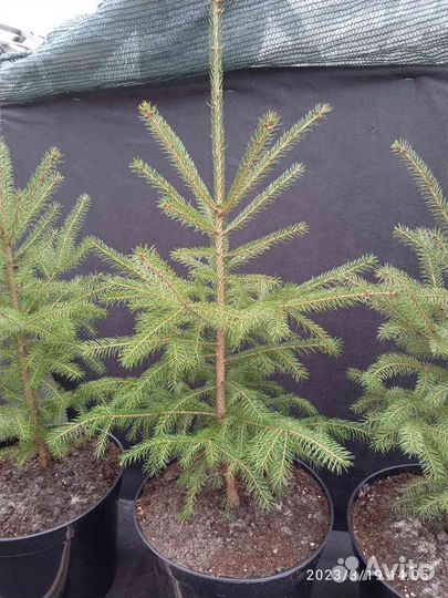 Ель канадская белая