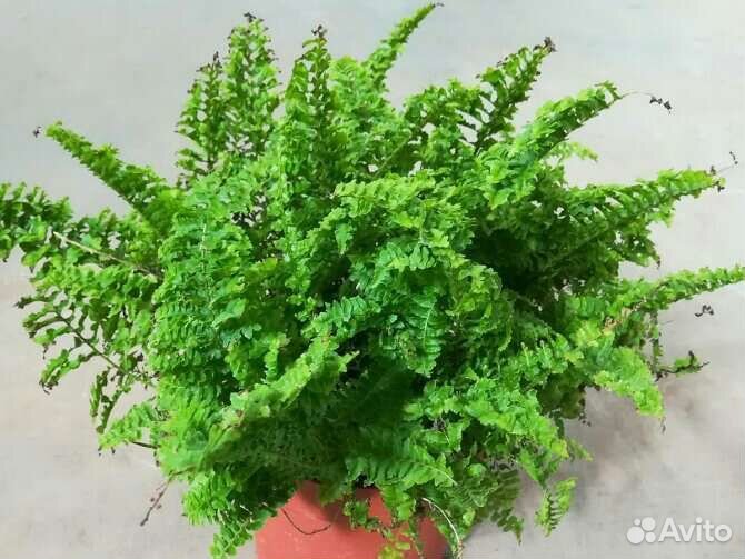 Папоротник кудрявый