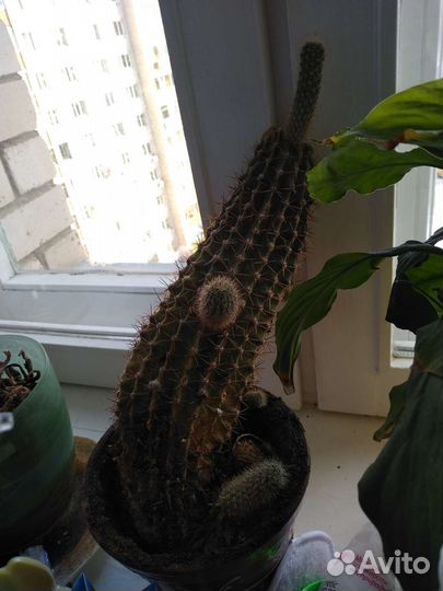 Кактусы и суккуленты