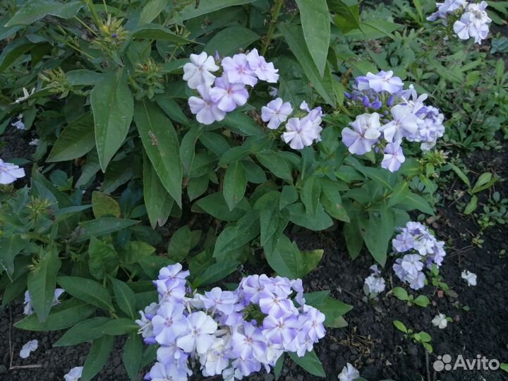 Флоксы сортовые, многолетние