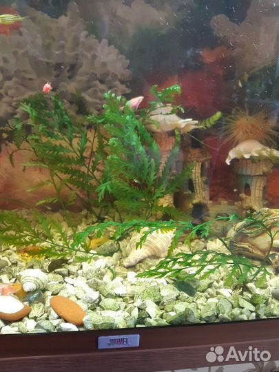 Аквариумные растения