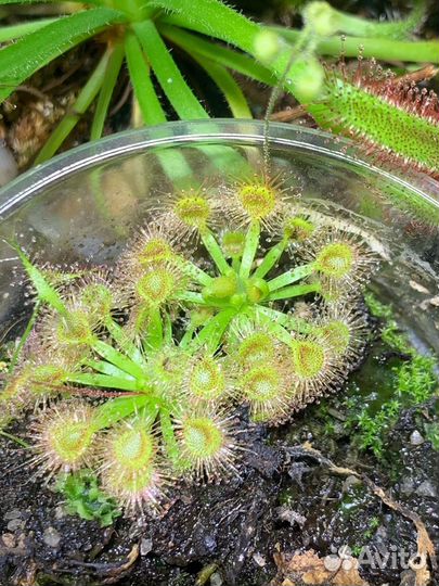 Карликовая росянка. Малыши 3шт