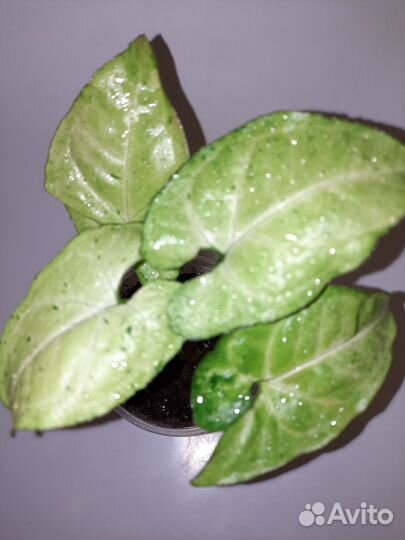 Сортовые сингониумы