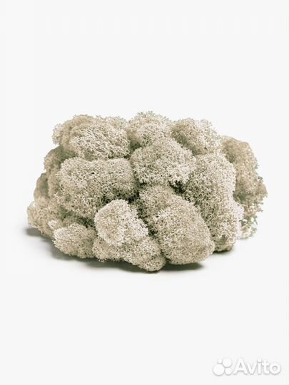 Мох стабилизированный оптом и в розницу