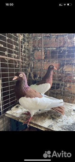 Каханские панцырные голуби(кормилки )