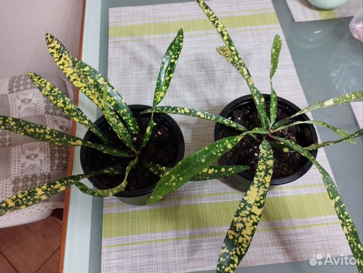 Кротон (кодиеум)