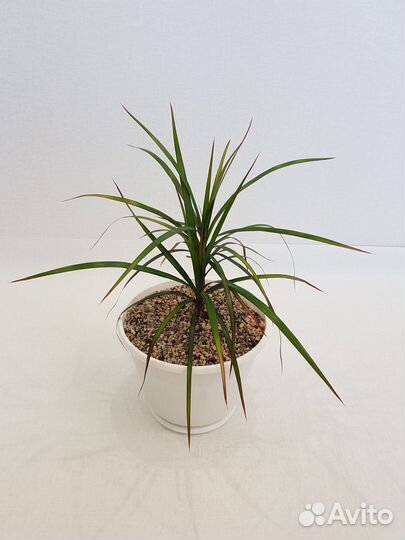 Драцены Маргината