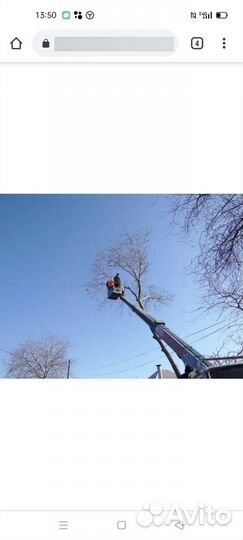 Спилка деревьев