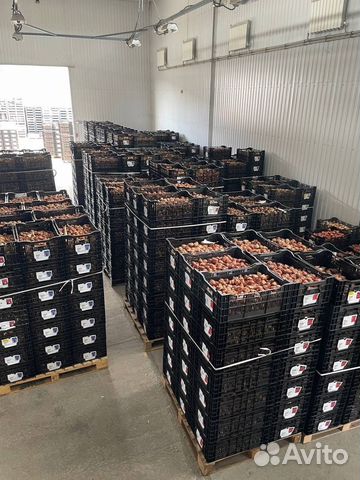 Луковица тюльпанов оптом 12;14+для выгонки