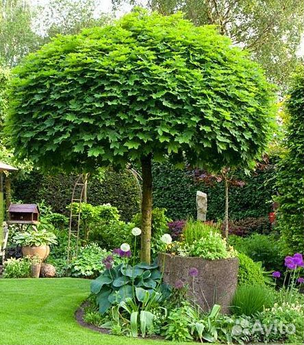 Клен остролистный Глобозум(семена)