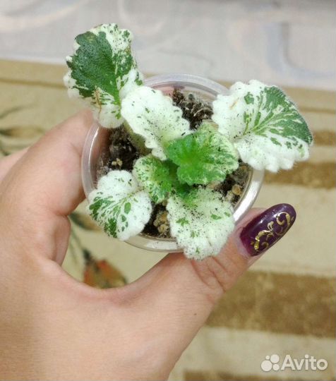 Сортовая фиалка