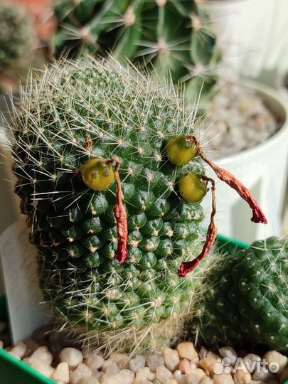 Кактус Rebutia marsoneri, Rebutia pulvinosa семена