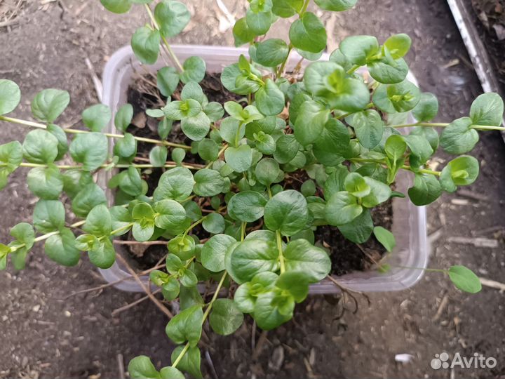 Вербейник монетчатый