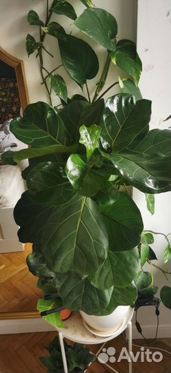 Калатея руфибарфа и фикус лирата