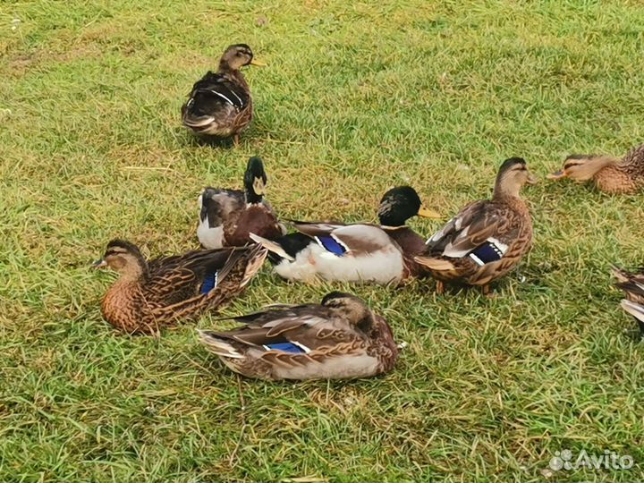 Подсадные утки, селезни