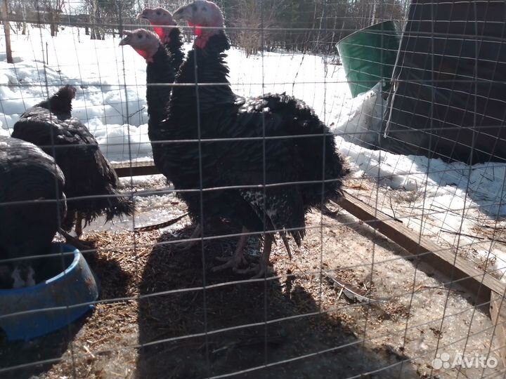 Индюки на племя