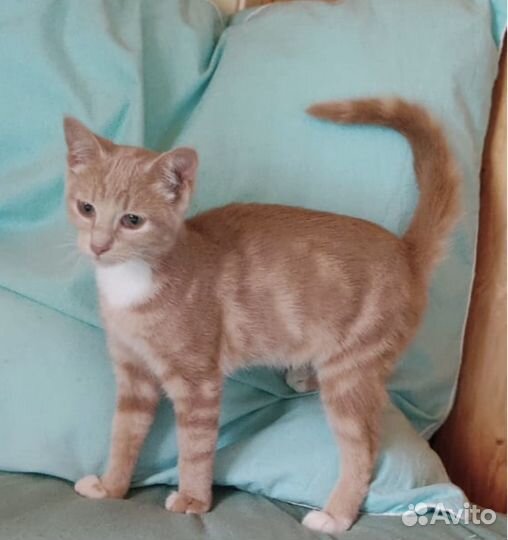 Солнечная девочка котенок Стефани 5 мес. в дар