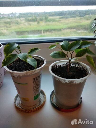 Фикус бенджамина пестролистный