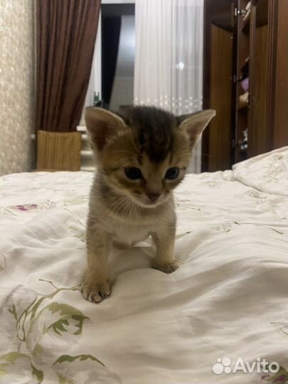Абиссинские котята