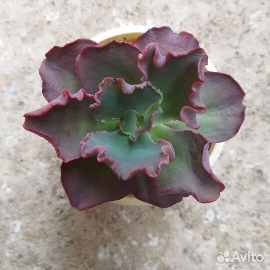 Редкие суккуленты/ эхеверия/эчеверия